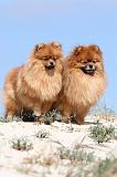 SPITZ ALLEMAND 191